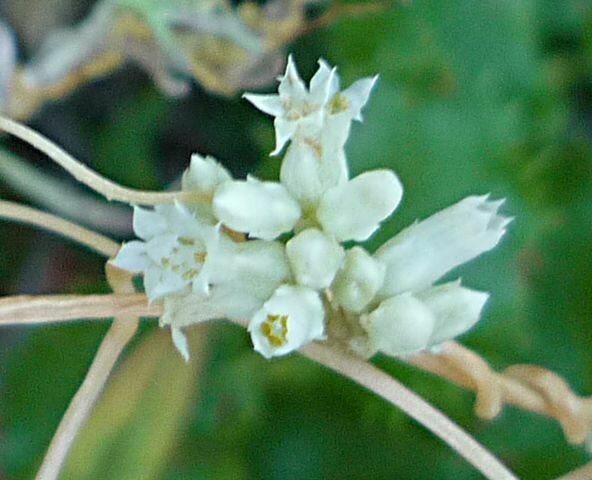 High Resolution Cuscuta californica Flower